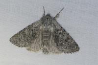 Acronicta euphorbiae