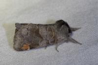 Clostera pigra