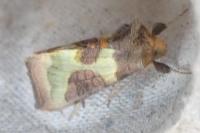Diachrysia chrysitis