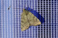 Cosmia trapezina