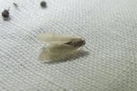 Acentria ephemerella