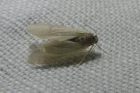 Acentria ephemerella