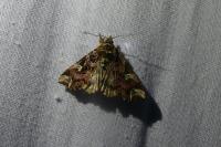 Callopistria juventina