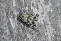 Eudonia