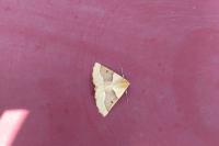 Crocallis elinguaria