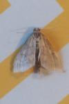 Ostrinia nubilalis