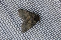Gluphisia crenata
