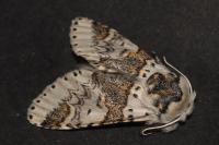 Furcula furcula