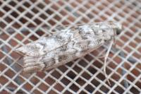 Dioryctria abietella
