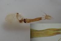 Dioryctria abietella