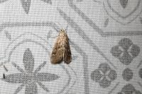 Parapoynx stratiotata