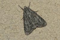 Acronicta aceris