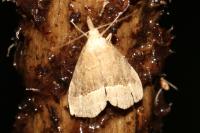 Schrankia taenialis