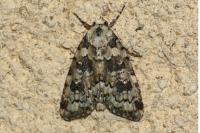 Bryophila domestica