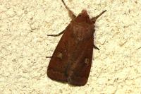 Xestia xanthographa