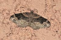 Xanthorhoe ferrugata