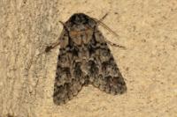 Acronicta auricoma