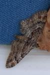 Gymnoscelis rufifasciata