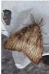 Lymantria dispar