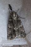 Acronicta rumicis