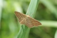 Idaea ochrata