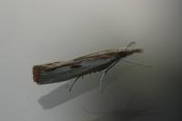 Agriphila inquinatella