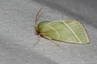 Pseudoips prasinanus