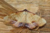 Plagodis dolabraria