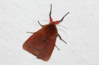 Phragmatobia fuliginosa