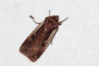 Ochropleura plecta