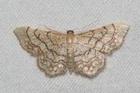 Idaea moniliata