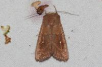 Mythimna albipuncta