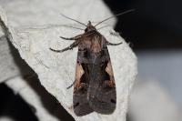 Xestia c-nigrum
