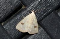 Rivula sericealis
