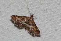 Diasemia reticularis