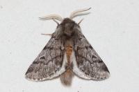 Thaumetopoea pityocampa