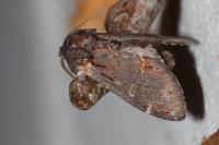Notodonta dromedarius