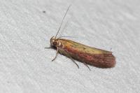 Oncocera semirubella