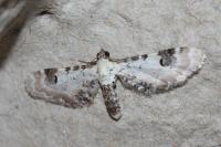 Eupithecia centaureata