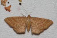 Idaea ochrata