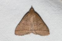 Herminia tarsicrinalis