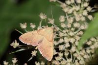 Endotricha flammealis