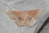 Cyclophora porata