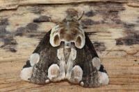 Thyatira batis