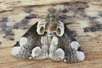 Thyatira batis
