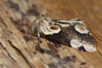 Thyatira batis