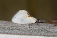 Cilix glaucata/hispanica