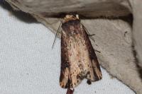 Axylia putris