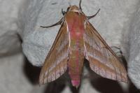 Deilephila elpenor