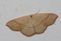Cyclophora punctaria
